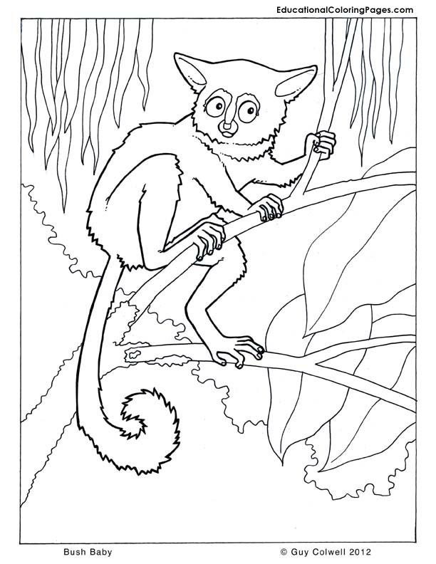 baby animal coloring pages realistic - photo #41