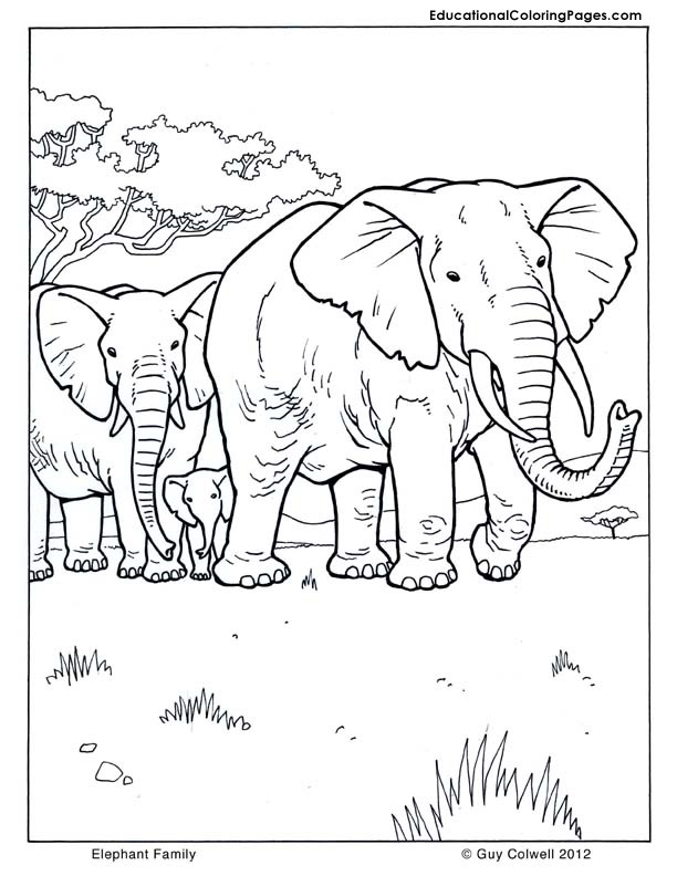 mammal coloring pages - photo #13