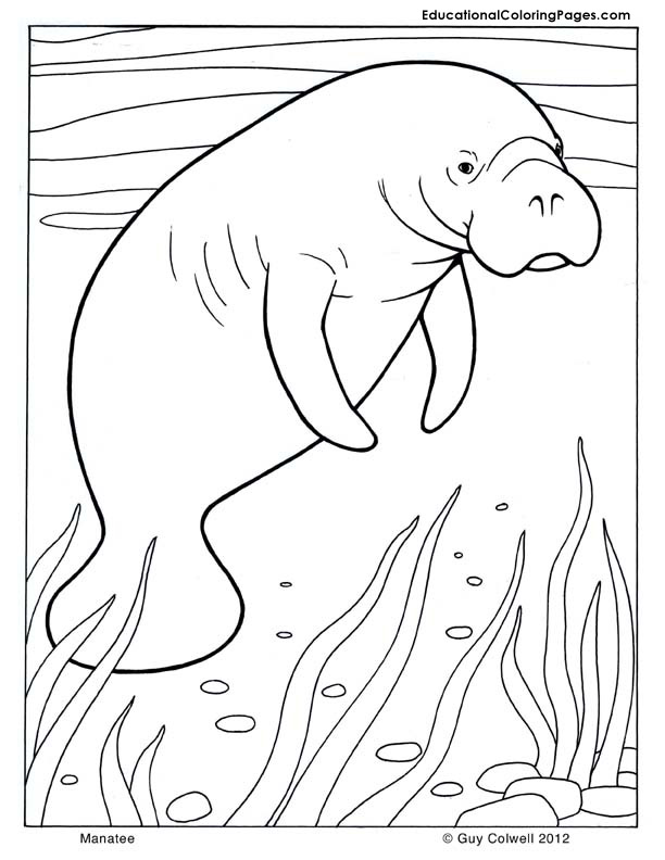 manatee coloring pages - photo #1