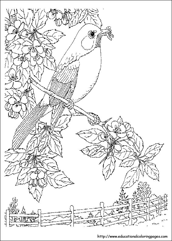 Nature Coloring Pages Educational Fun Kids Coloring