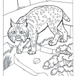 Bobcat