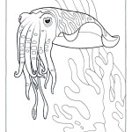 Cuttlefish