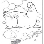 Elephant-Seal1