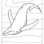 Humpback-Whale