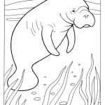 Manatee