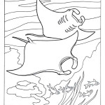 Manta-Ray