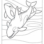 Orca