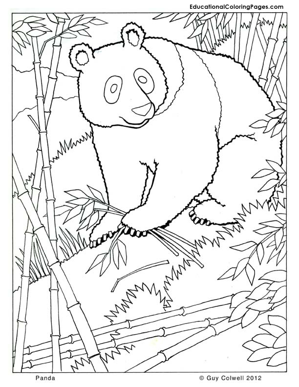 coloring panda animal animals mammals realistic zoo mammal cute colouring printable sheets printables colouringpages adult four books designlooter worksheets bears