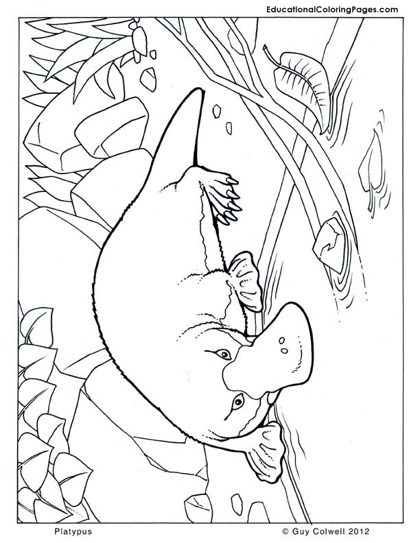 Mammals Coloring - Educational Fun Kids Coloring Pages and ...