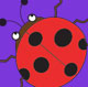 bug