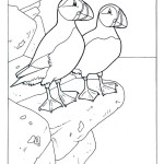 Puffin